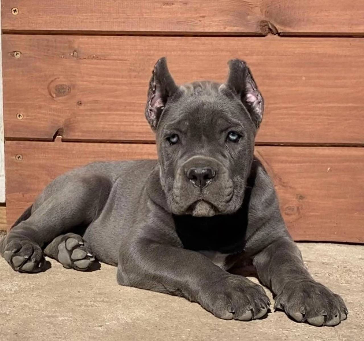 BRUNO the Cane Corso