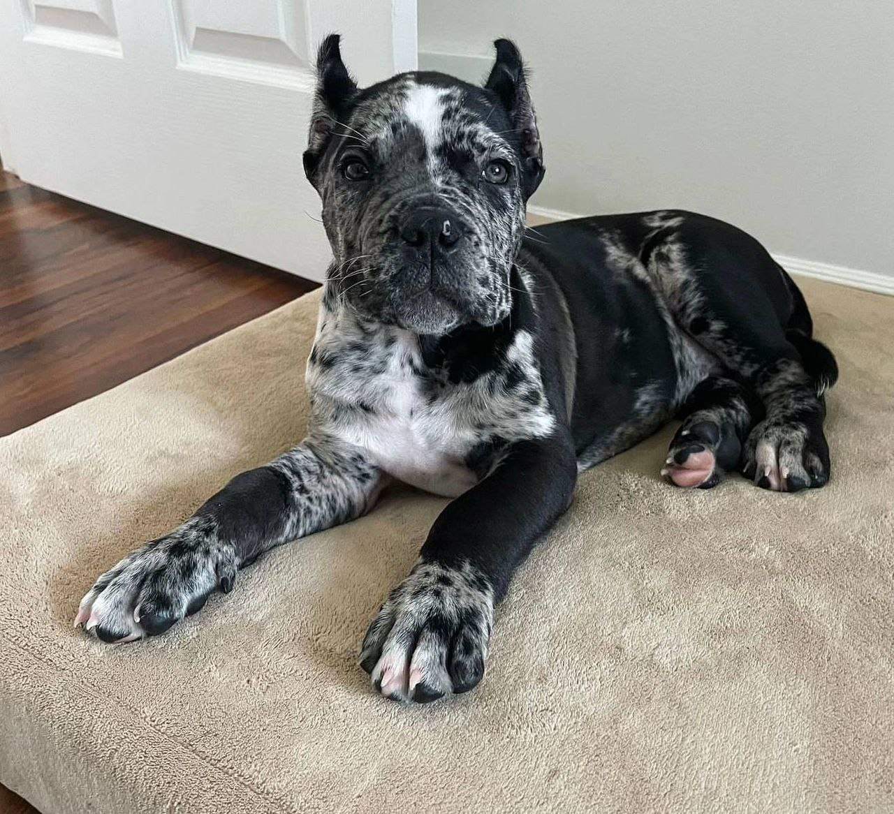 CHANNEL the Cane Corso