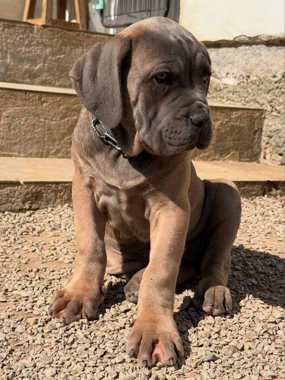 COCO the Cane Corso