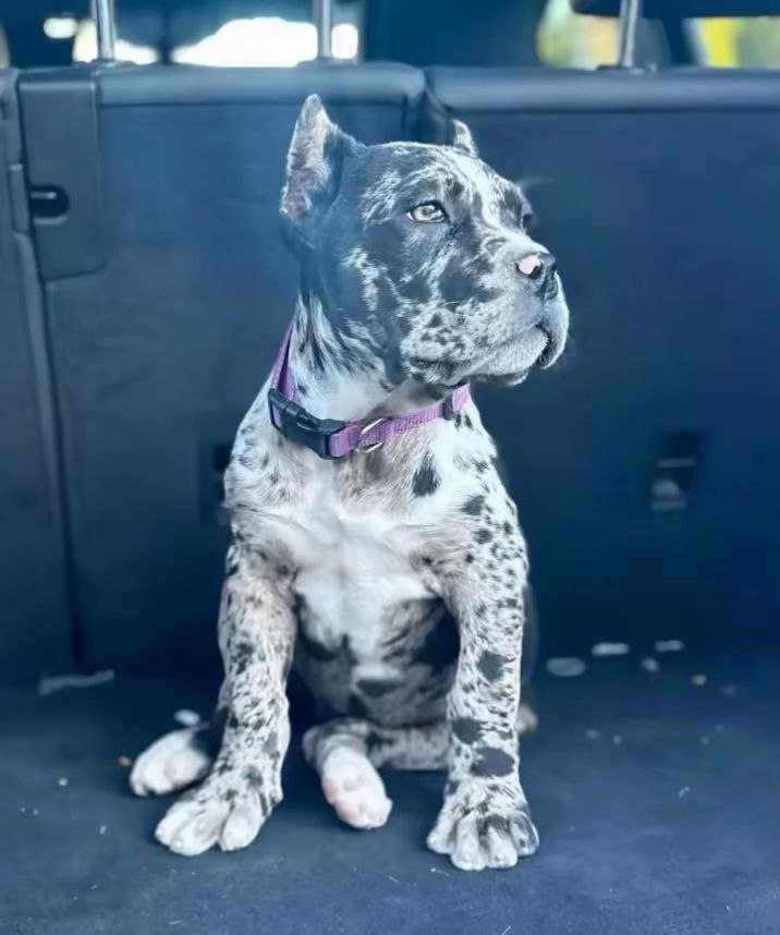 LUNA the Cane Corso