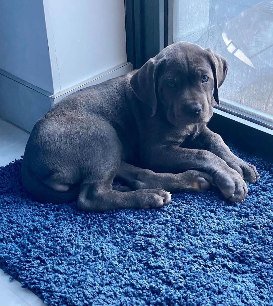 REX the Cane Corso