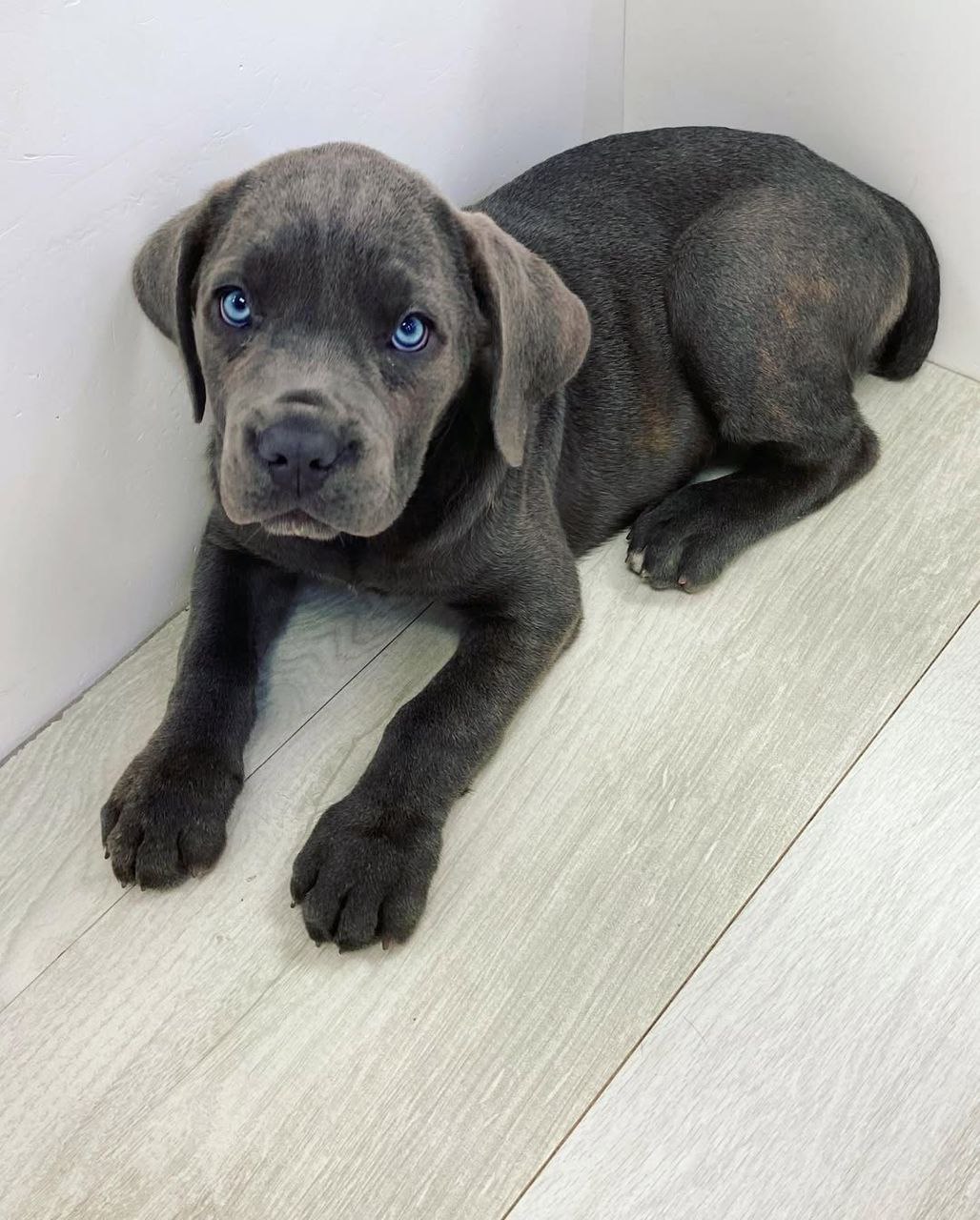 ROSIE the Cane Corso