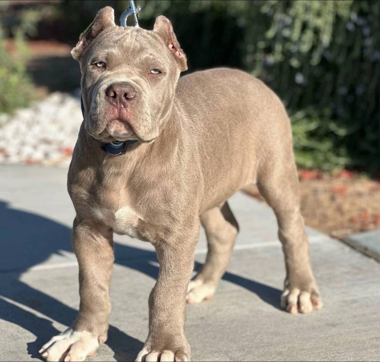 THOR the Cane Corso