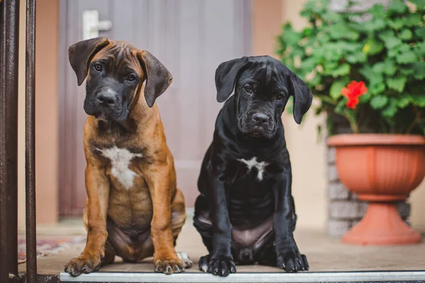 Breeder interacting with puppies