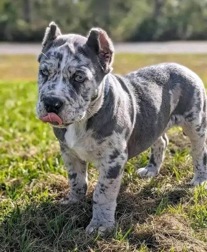 Puppy PINKY