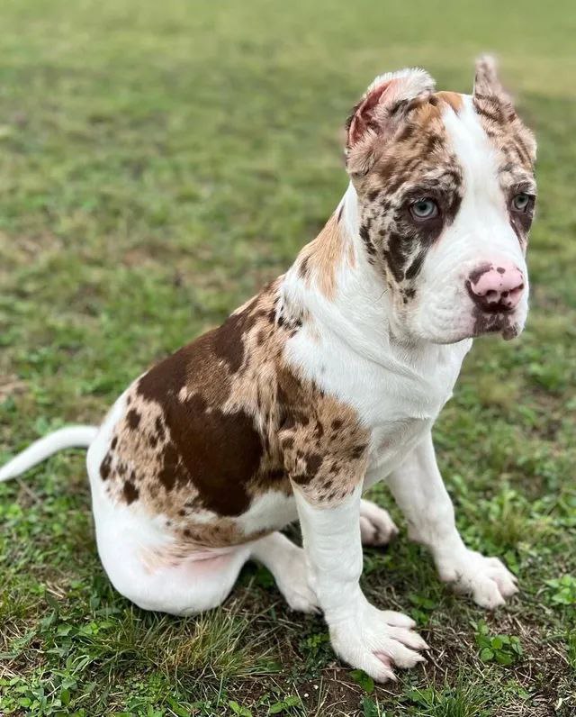 Puppy LUCY