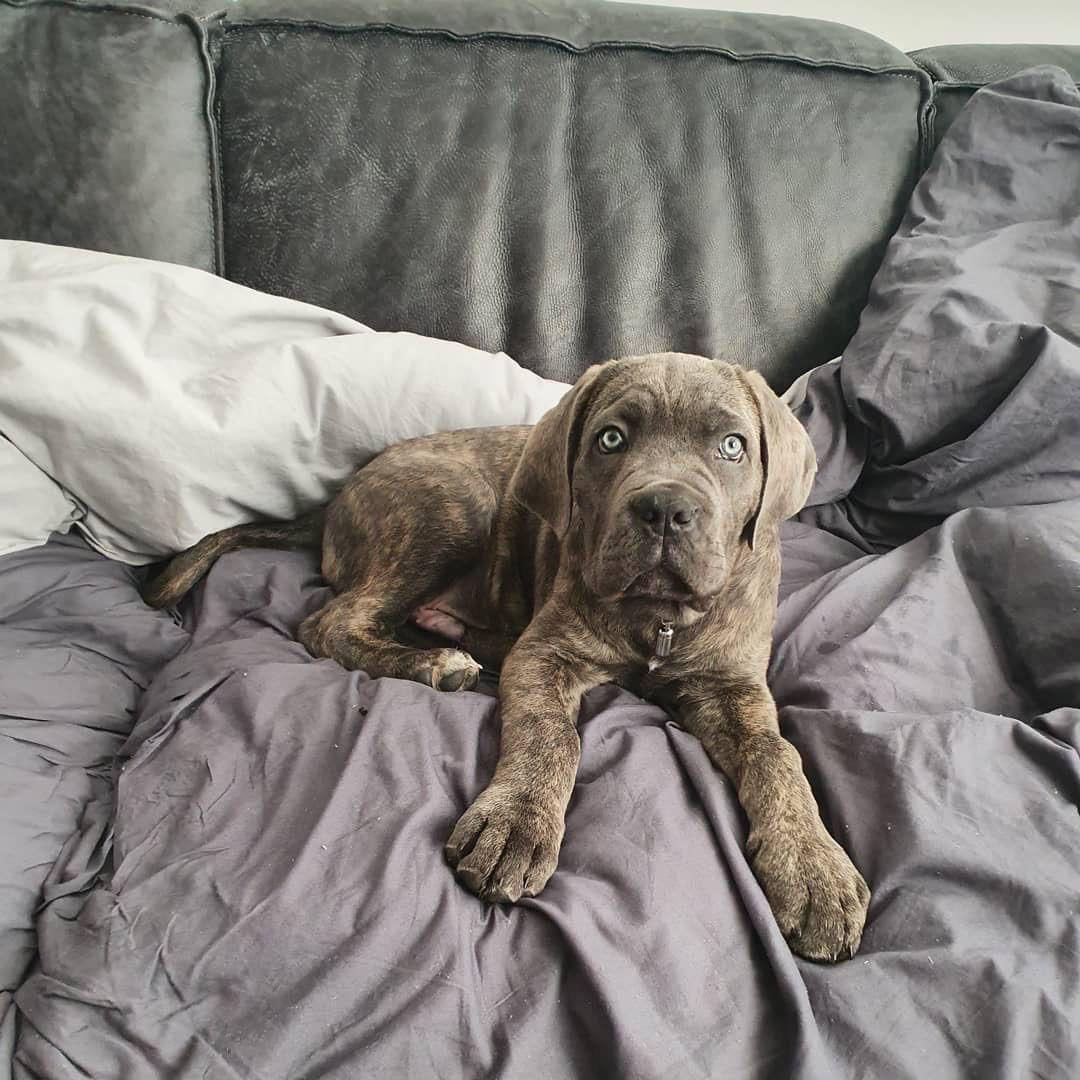 Puppy STUNNER