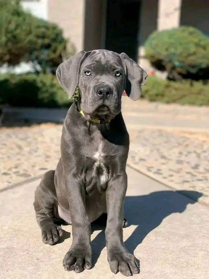 CAESAR the Cane Corso