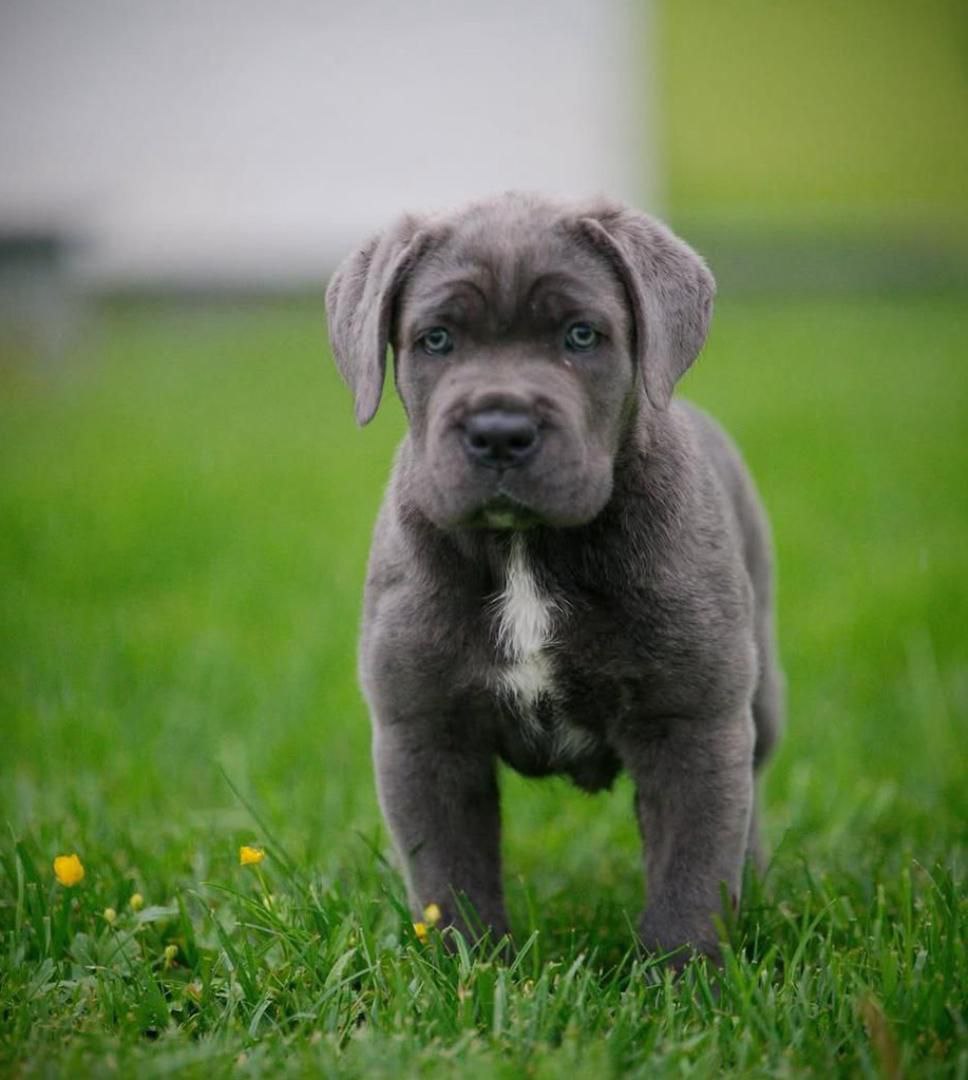Puppy CELIA