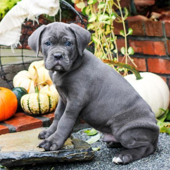 Puppy CLEOPATRA