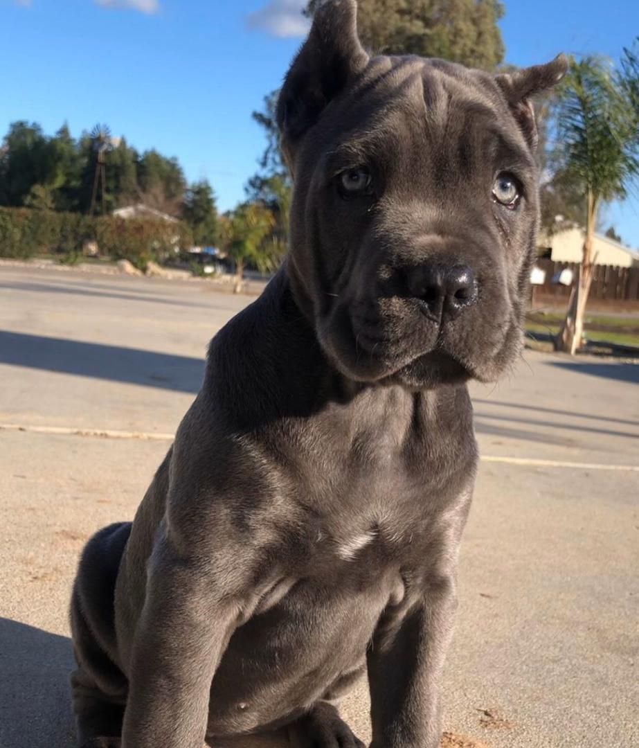 Puppy DUKE