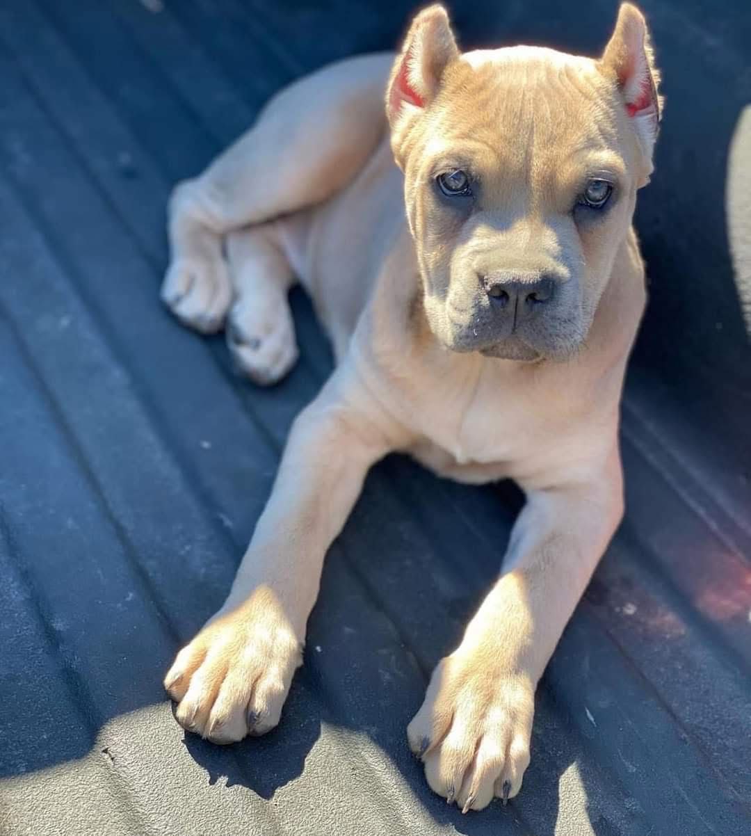 Puppy MAX