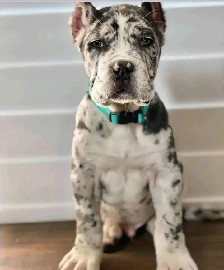 Puppy HERCULES