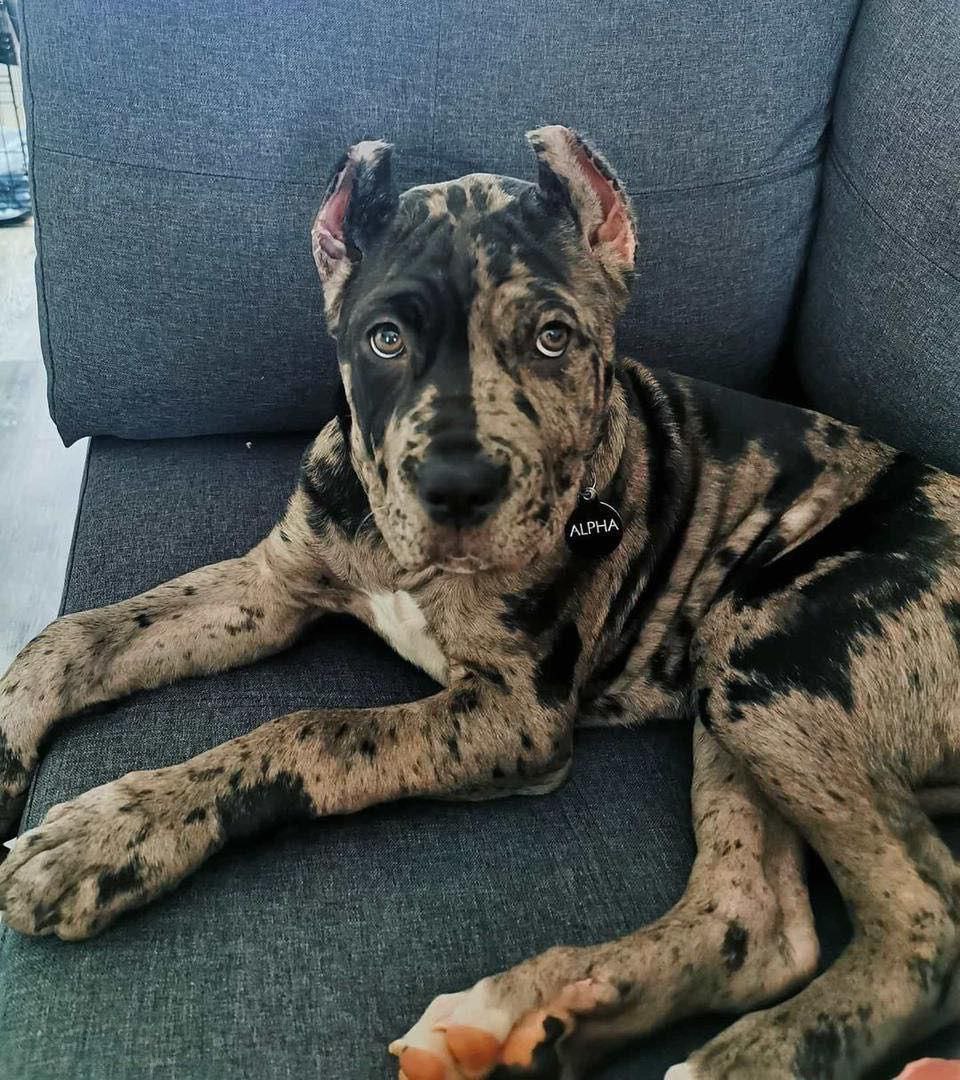 Puppy ALPHA