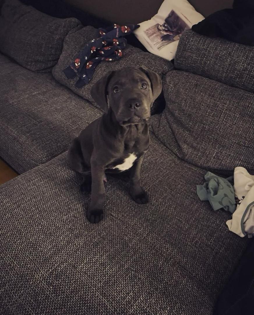 Puppy RHODES