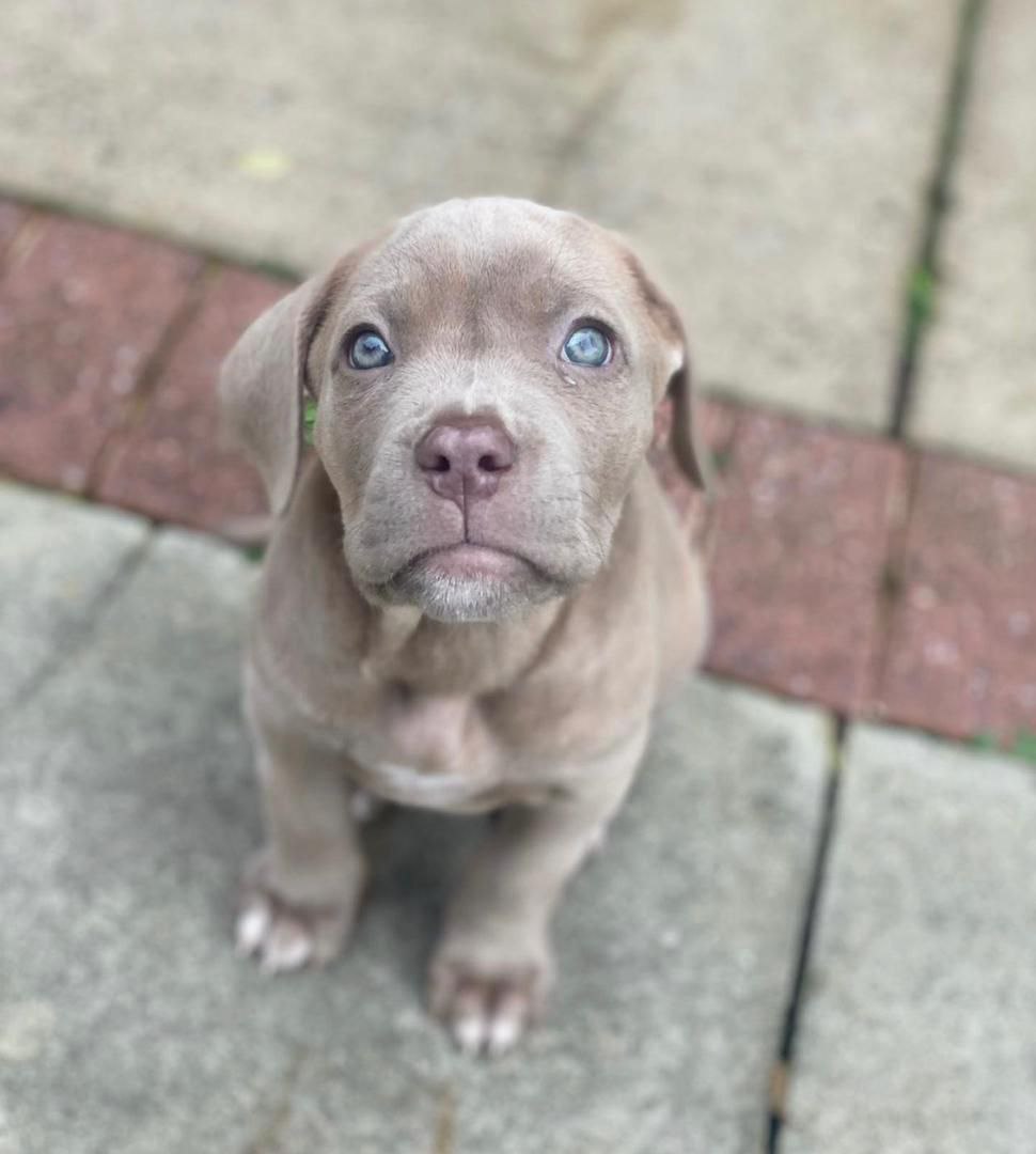 Puppy BETTY