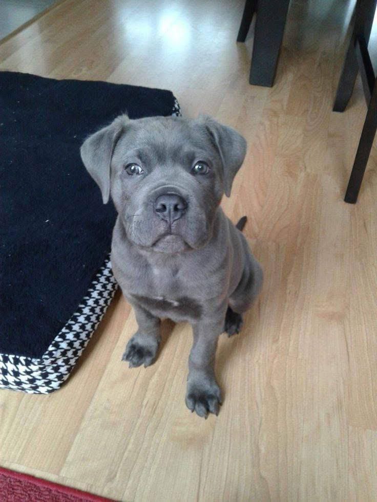 Puppy TITAN