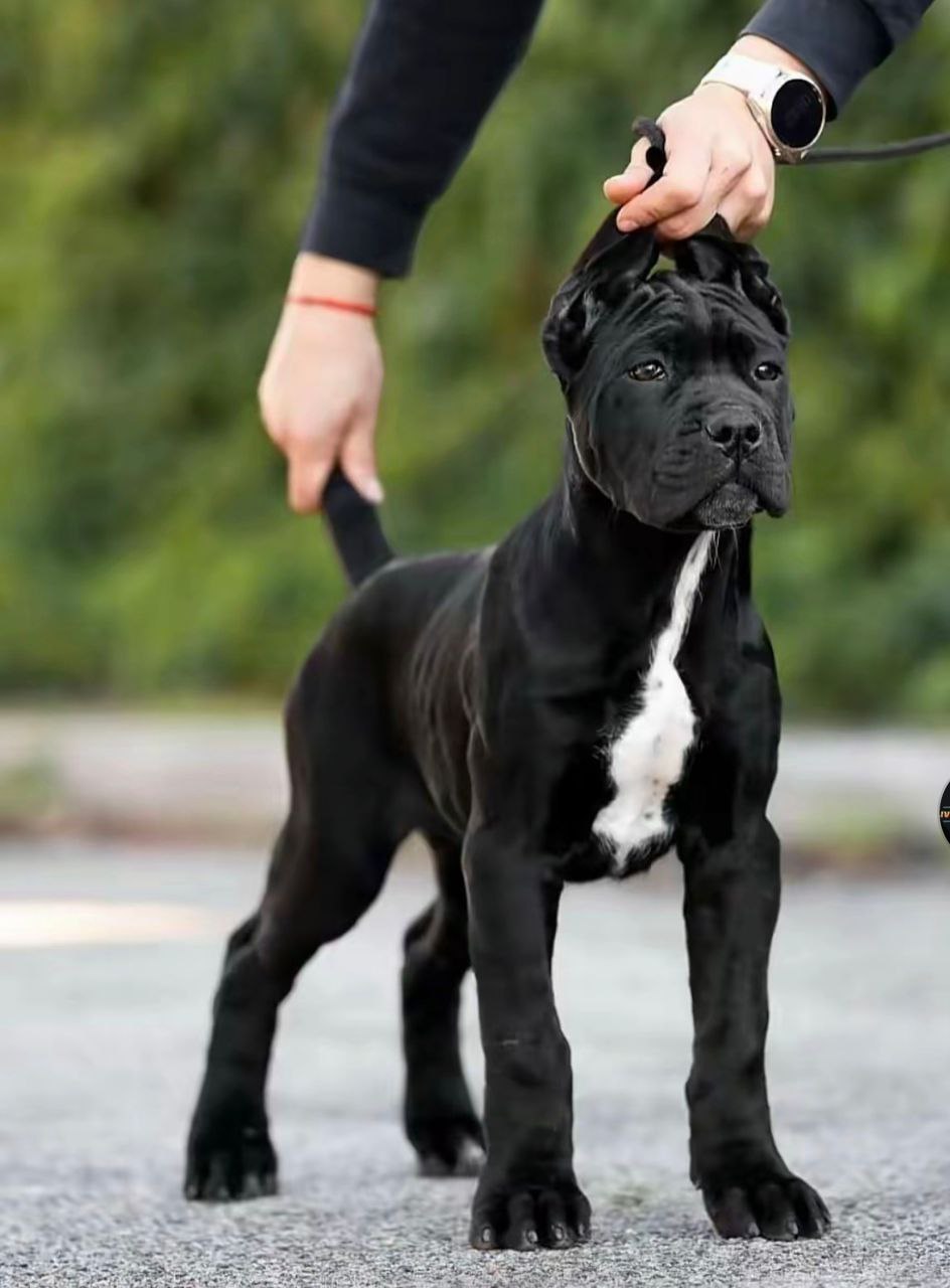 Puppy ROCKY