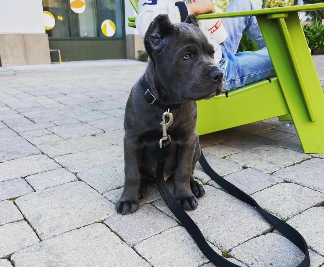 Puppy COOPER